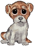 gify pieski