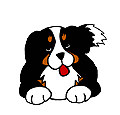 gify pieski