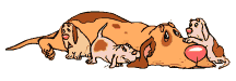 gify pieski
