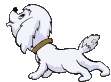 gify pieski