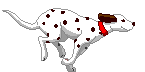 gify pieski